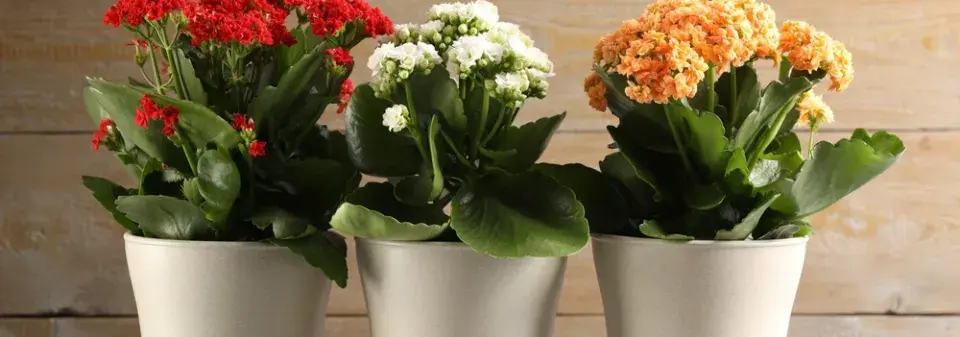 kalanchoe, kolopejka