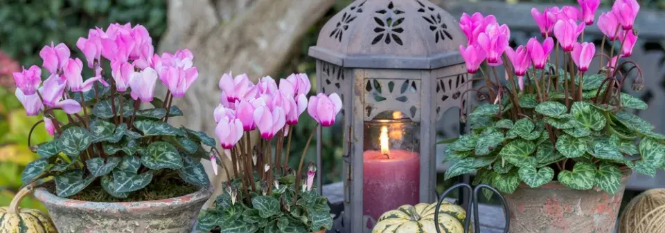 Brambořík břečťanolistý (Cyclamen hederifolium) 