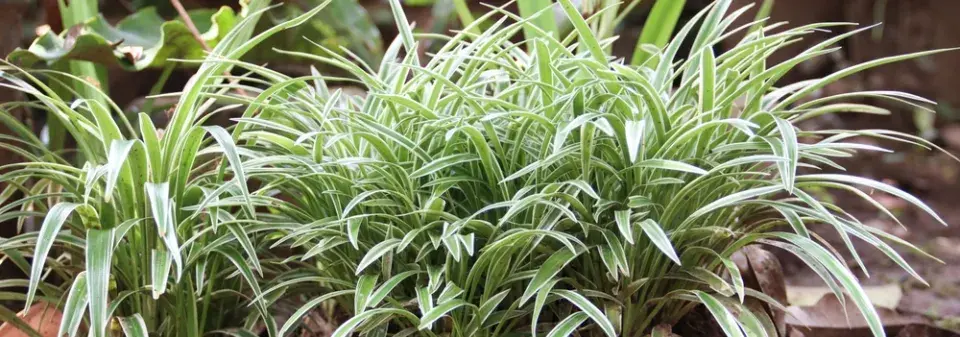 Zelenec: rostlina, která dýchá s vámi