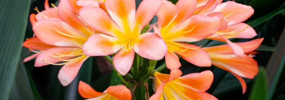 Pokojová rostlina klívie neboli řemenatka