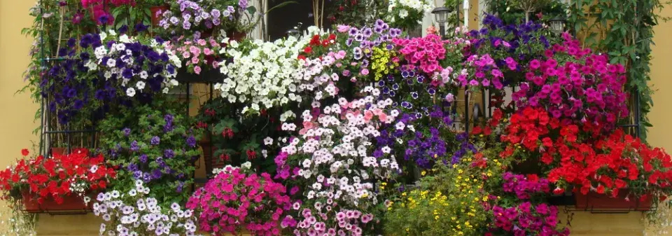 Zazimování rostlin 