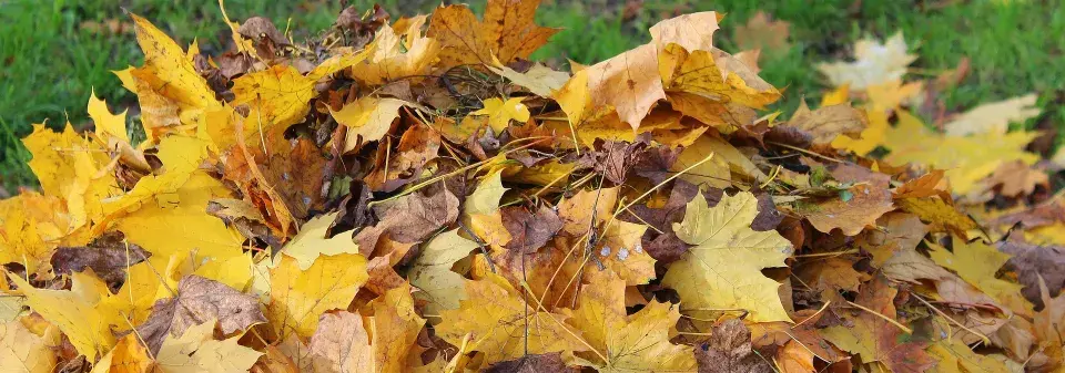 Spadané listí - hrabat nebo ne
