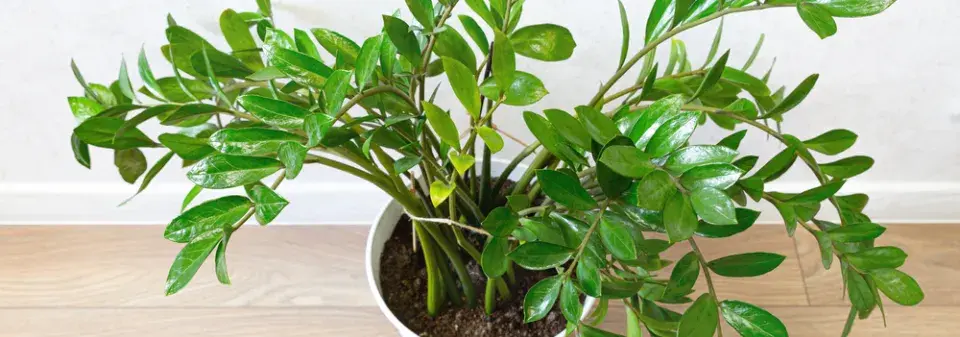 pokojovky pro začátečníky