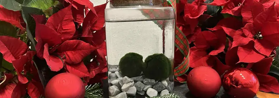 řasokoule, vánoční dárek