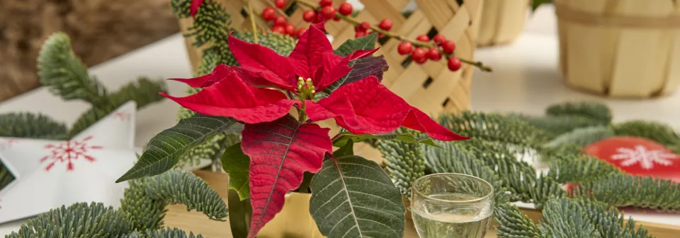 Vánoční hvězda jako neodmyslitelná součást vánočních dekorací a Vánoc