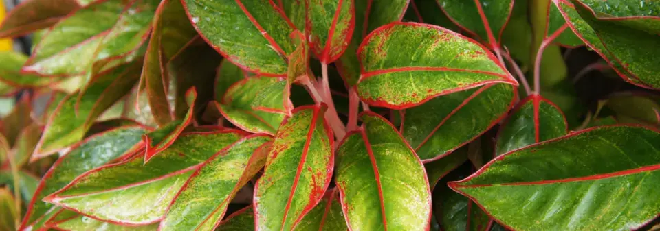 Aglaonema (Aglaonema commutatum) 