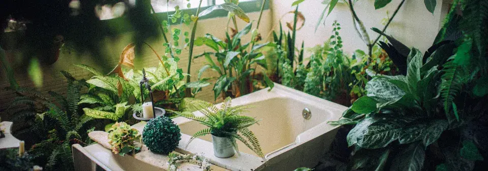 interiérové rostliny v zimě