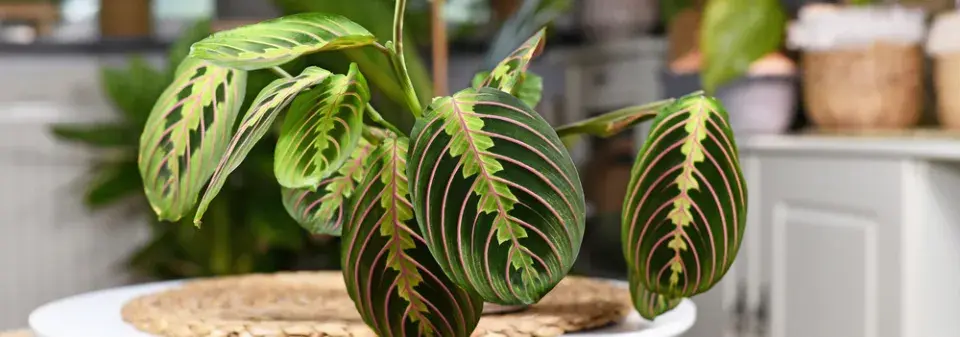 Maranta (Maranta leuconeura) 