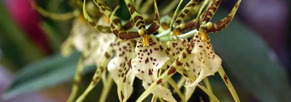 orchidej brassia