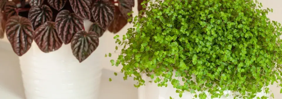 pokojovky do garsonky