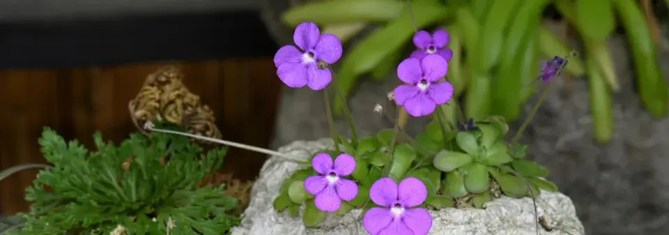 Tučnice (Pinguicula) 