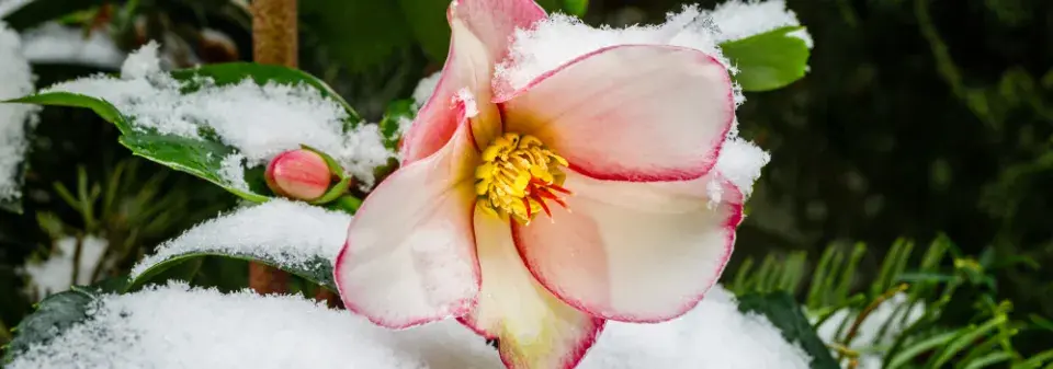 Rostliny kvetoucí pod sněhem