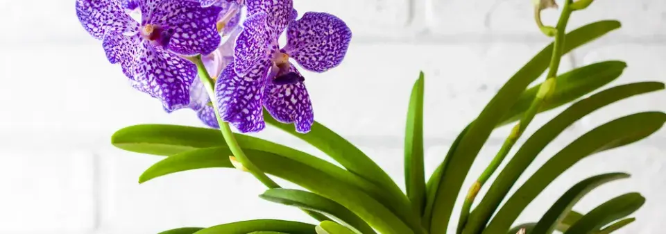 Modrá orchidej Vanda