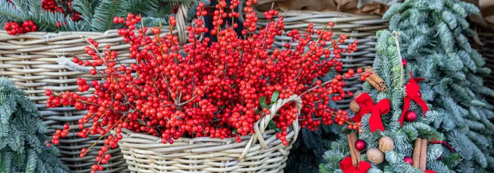 cesmína přeslenitá (Ilex verticillata)