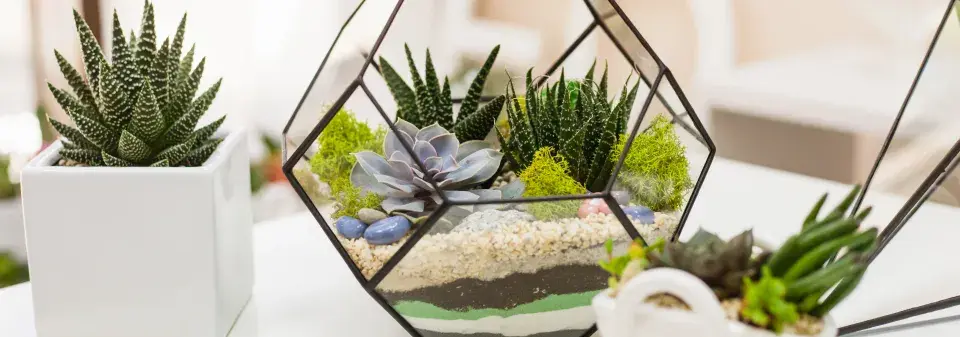 Terárium