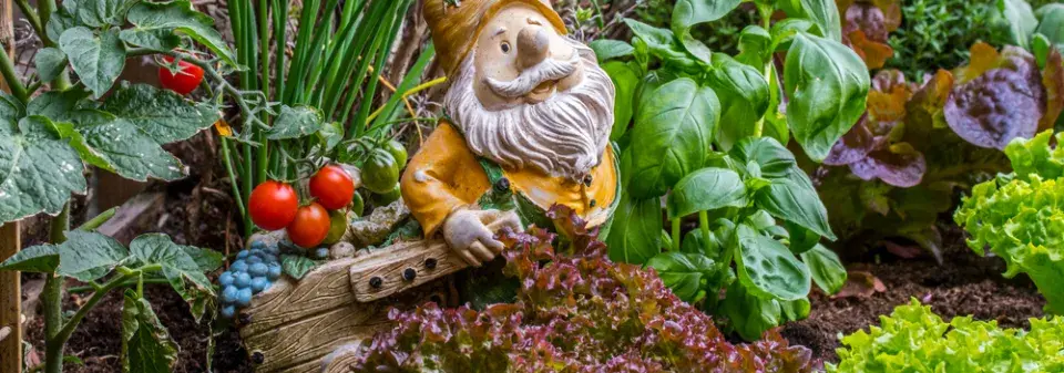 Pěstování rostlin 