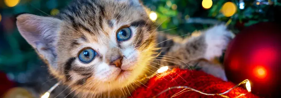 Vánoce s mazlíčky