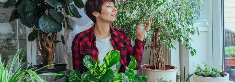 Vliv koření na pokojovky