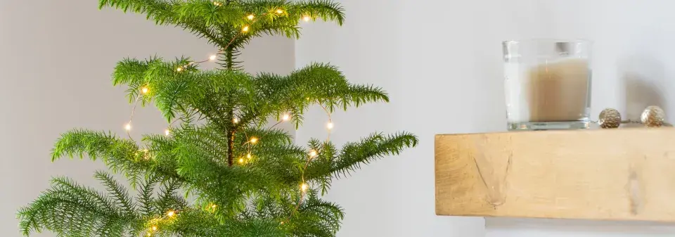 Blahočet ztepilý (Araucaria heterophylla) 