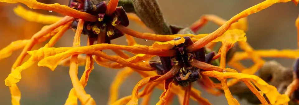 Dřeviny kvetoucí v zimě