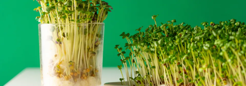 Nakličování semen je fenomén