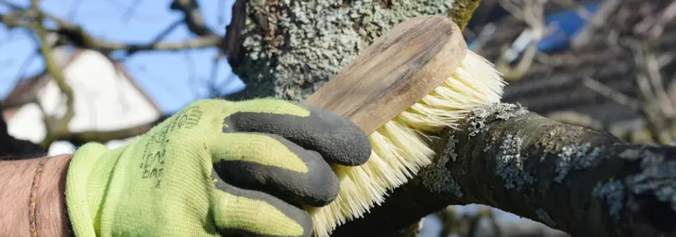 Mechy a lišejníky na ovocných stromech