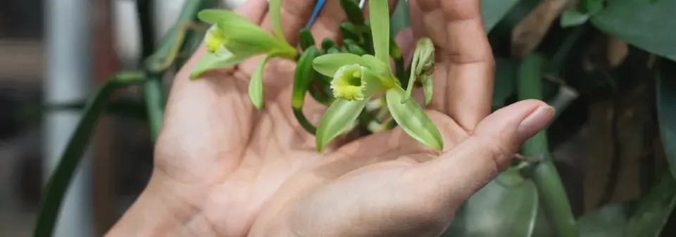 Nejkrásnější orchidej jménem vanilkovník