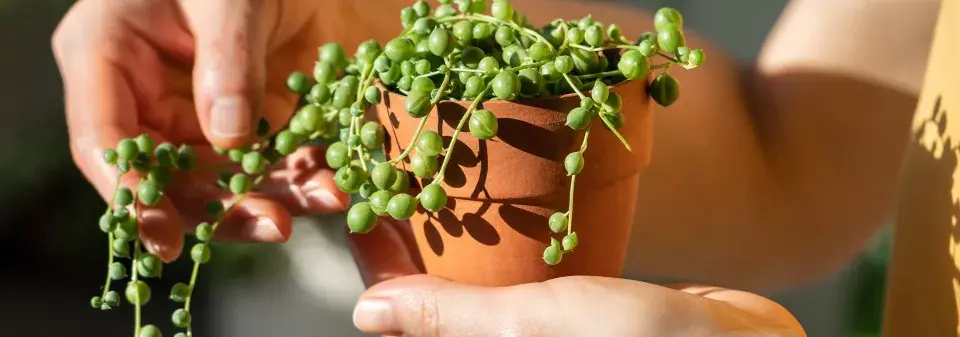 Starček převislý (Senecio rowleyanus)