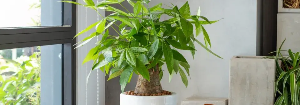 Pachira (Pachira aquatica) 