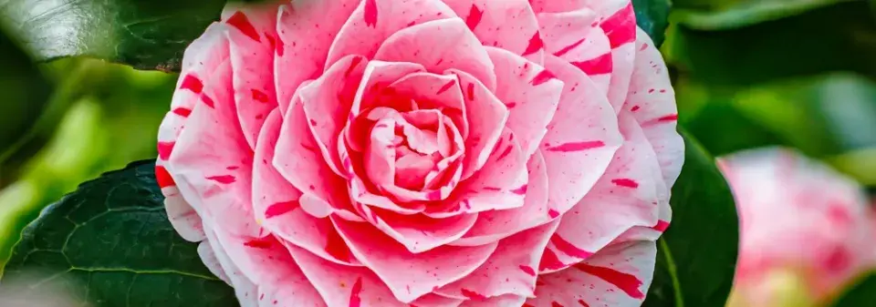 Japonská růže neboli kamélie