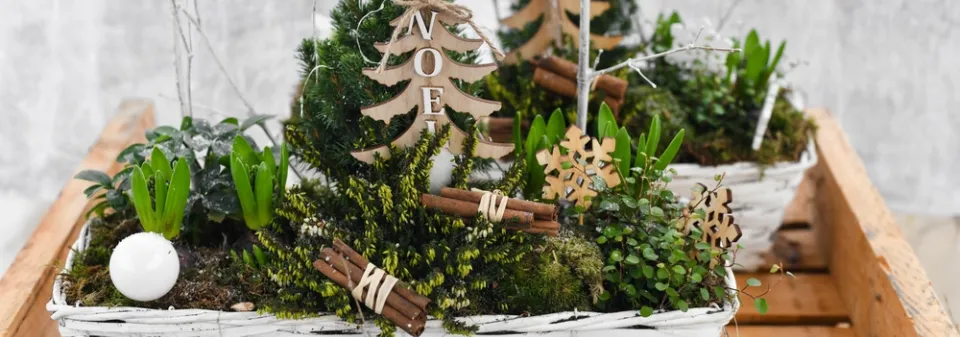 Cibuloviny ve vánočním aranžmá