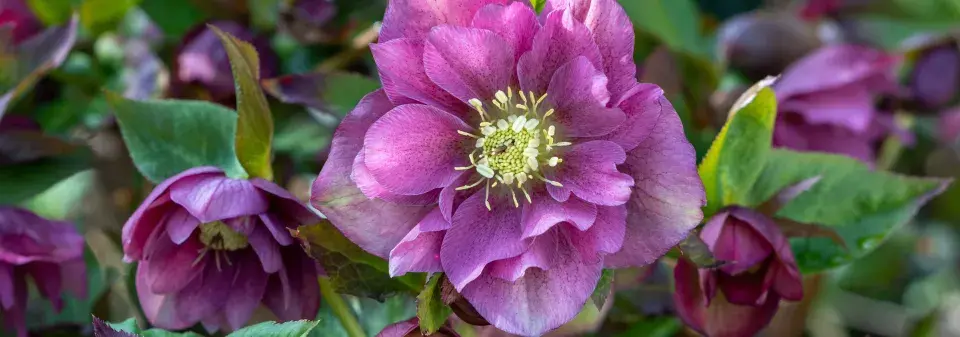 Čemeřice východní