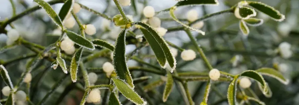 Jmelí není jen dekorace