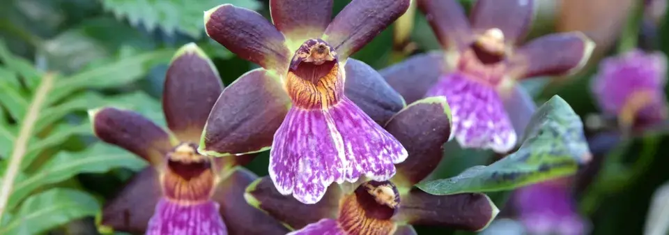 Chomoutovka (Zygopetalum) 