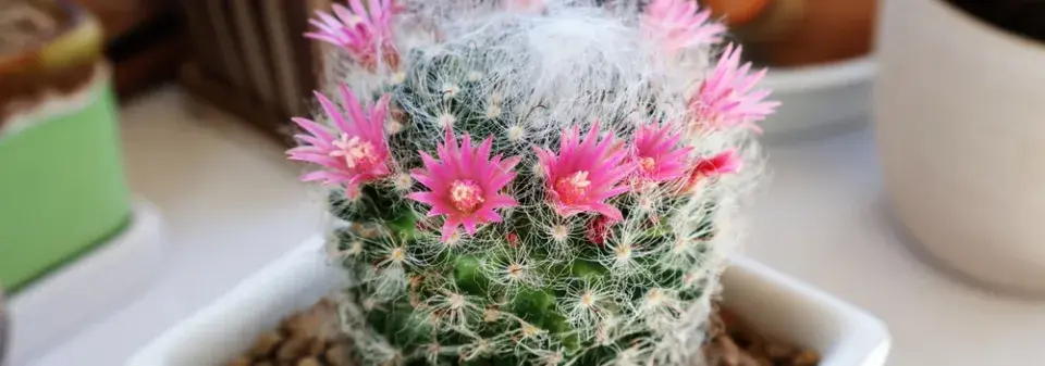 Mamilárie (Mammillaria) 