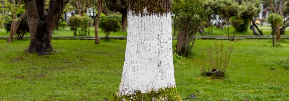 Bílení stromů ekologicky a bez chemie
