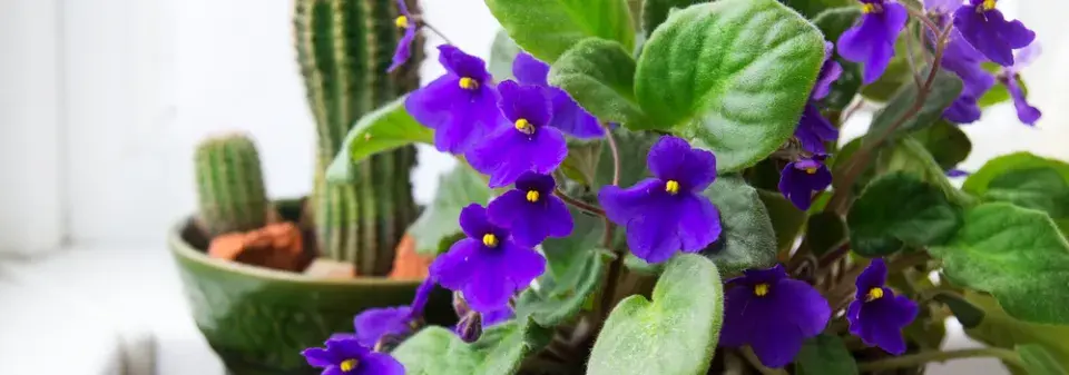 Africká fialka (Saintpaulia ionantha) 