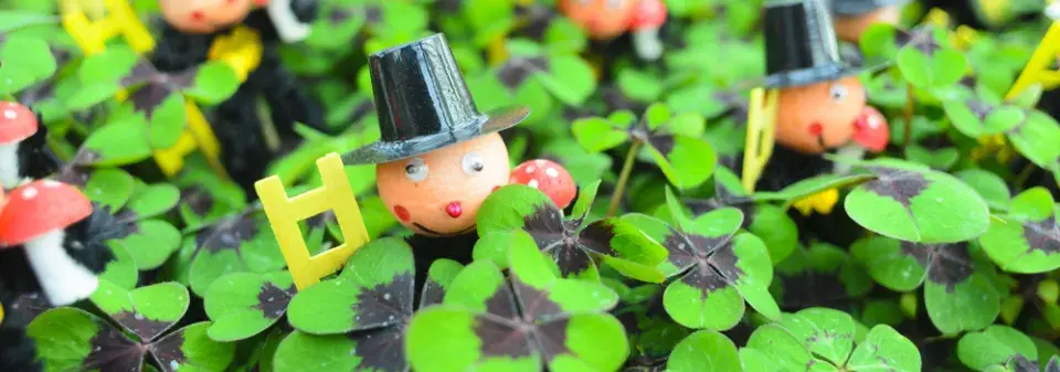 čtyřlístek, oxalis