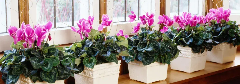 bramboříky a svilušky