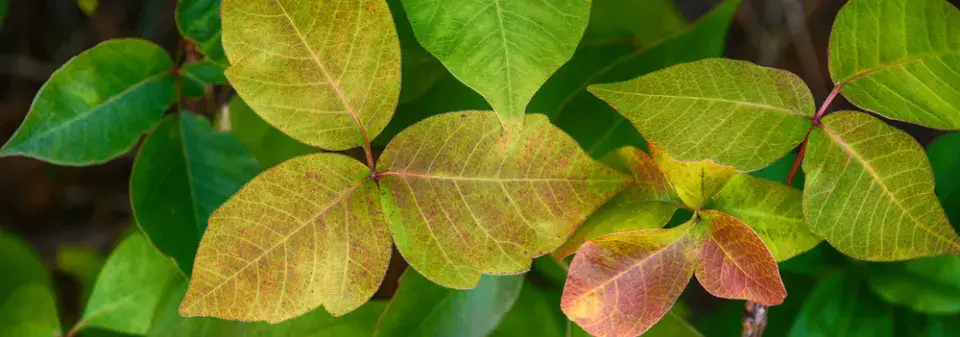 Jedovatec kořenující (Toxicodendron radicans)