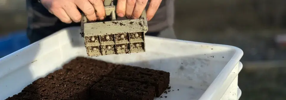 Kostkovač na hlínu Poporostem