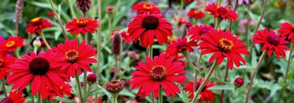 Barevná zahrada v červené barvě