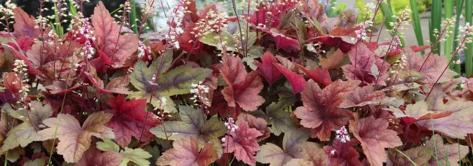 Dlužela (x Heucherella) 