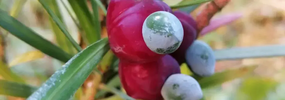 Strom moudrosti neboli nohoplod