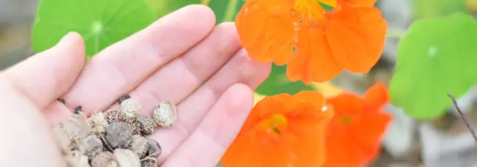 vlastní semena rostlin