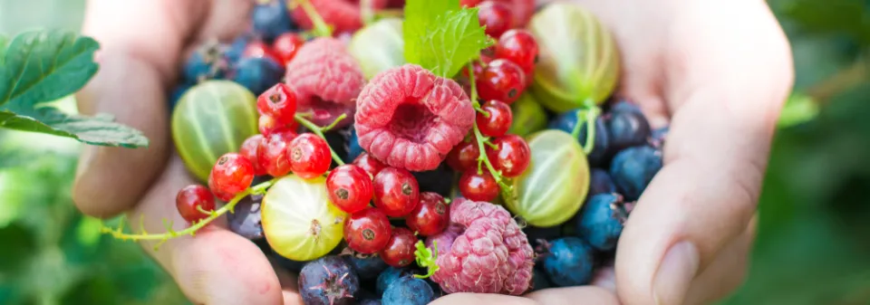 Řez rybízu a angreštu - zmlazení starších keřů v lednu