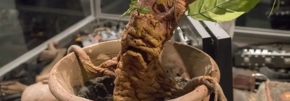 Rostliny z Harryho Pottera