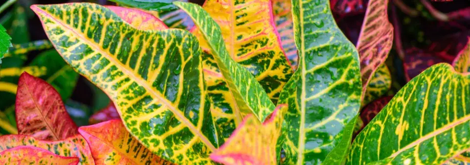 kroton neboli obojan (Codiaeum variegatum) 