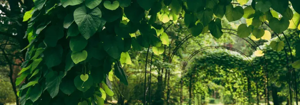 Podražec velkolistý vám vytvoří nad hlavou dokonalý baldachýn