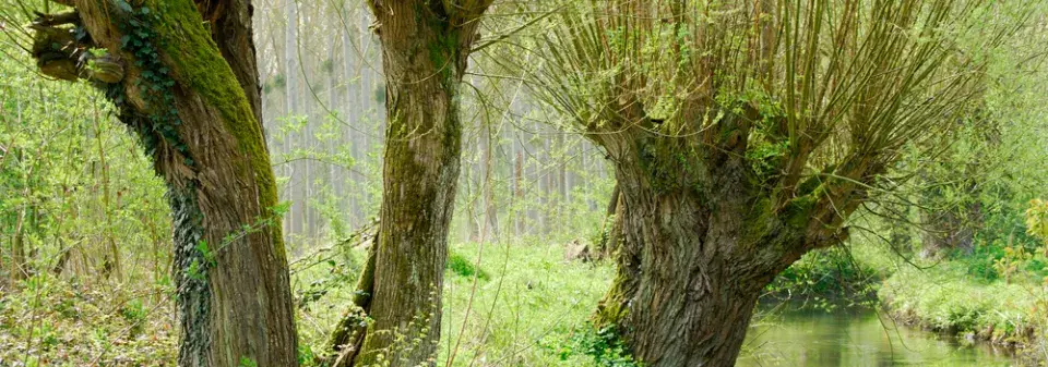 Vrby do malých zahrad